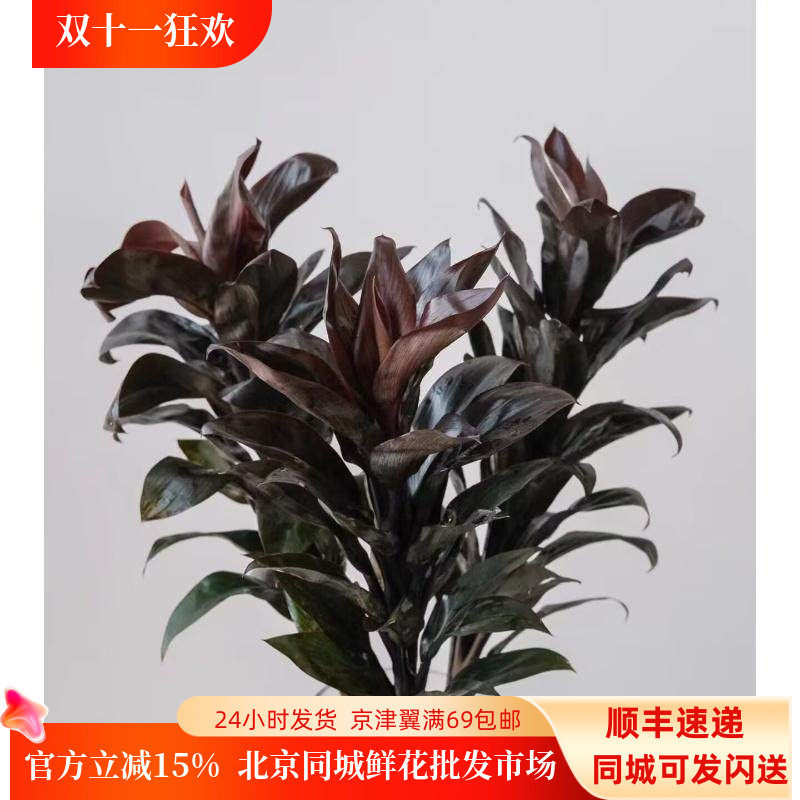 朱蕉叶鲜切枝水养插花长花期