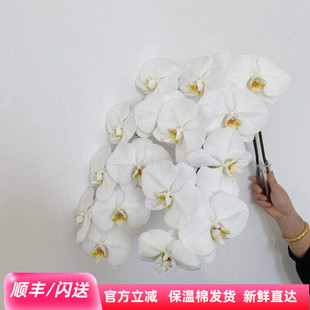 优质特A级 大白蝴蝶兰鲜切花 雪白花瓣DIY花艺插花 北京鲜花速递