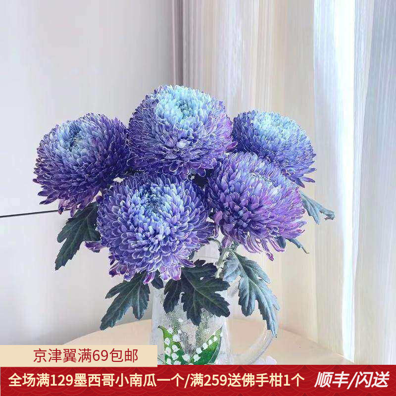新鲜牡丹菊鲜切花 超大花朵好养花期长佛台日常瓶插 北京鲜花速递