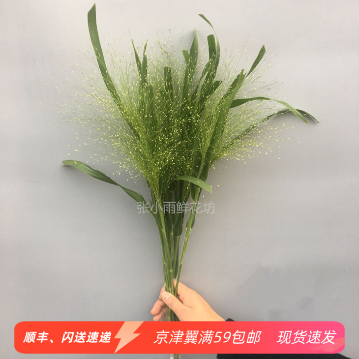 喷泉草鲜切花 高尚配花 鲜花点缀 办公室酒店观赏花 顺丰速递闪送