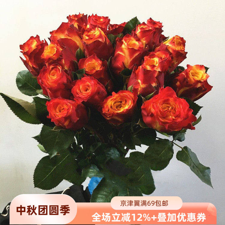 好心情国产火焰大头粗杆周花玫瑰