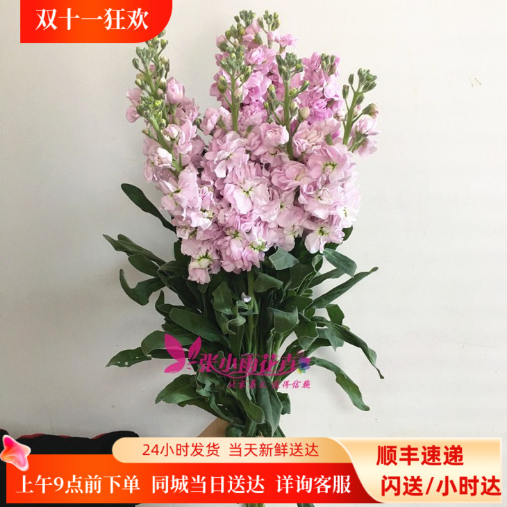 鲜花北京同城 紫罗兰鲜切花香味型花卉办公室婚庆婚礼插花速递