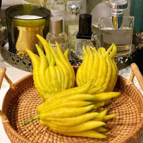 佛手柑鲜果室内香薰礼佛贡品