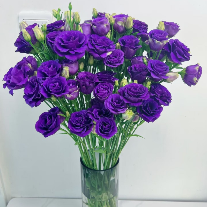 新鲜紫色洋桔梗 龙胆鲜切花 婚礼酒店插花 办公室日常瓶插 顺丰