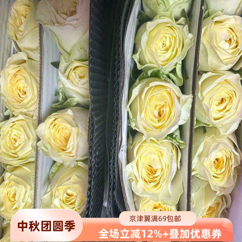 奶油杯玫瑰鲜切花北京速递