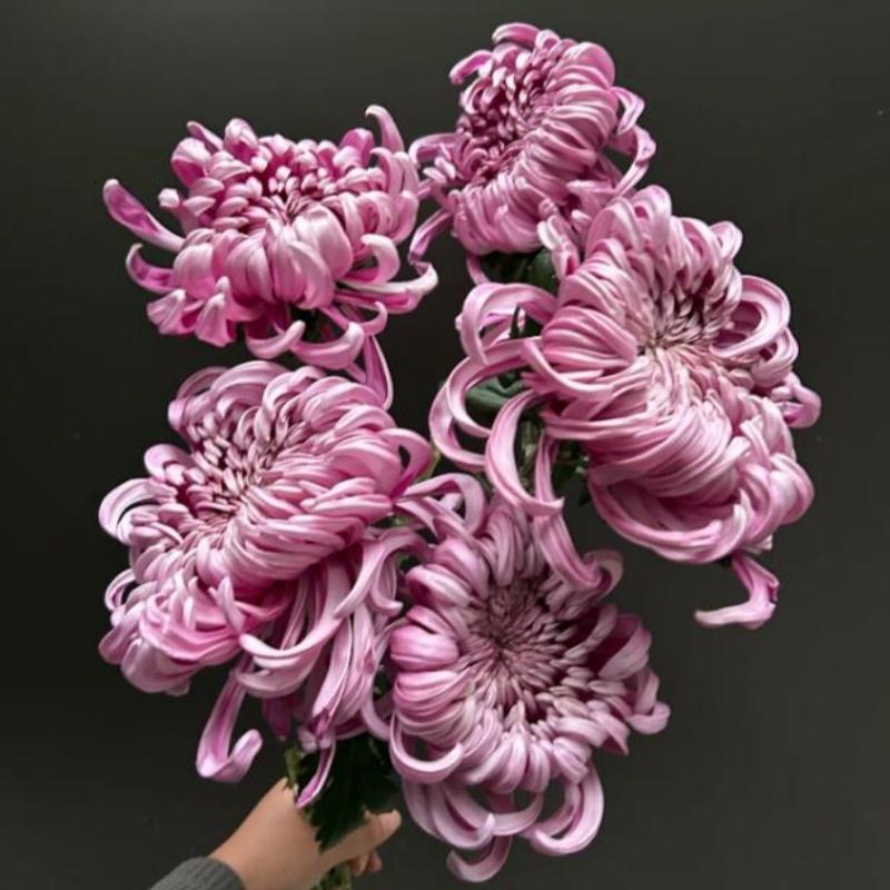 进口大菊超大花朵一扎5枝水瓶插花diy花艺 婚礼鲜花拍摄 同城速递