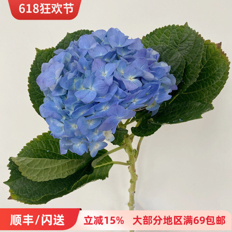 柔美系花卉 大海蓝绣球 大花头一枝独秀 家居水养花 婚庆鲜花布置