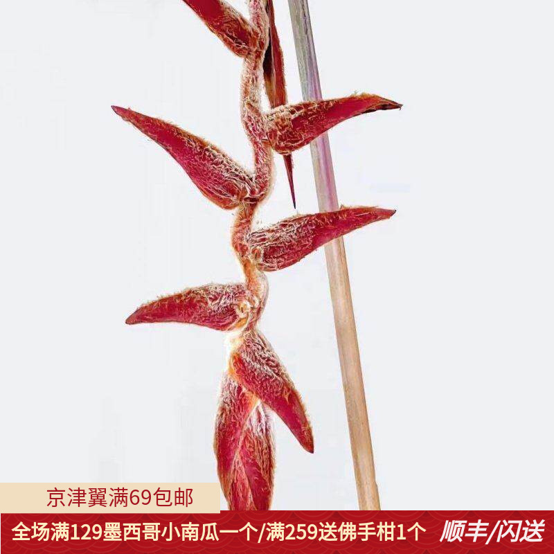 荷兰进口花卉蝙尾蕉鲜切花1枝