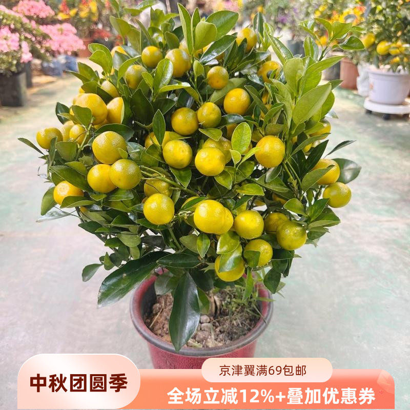 带果桔子盆栽植物观赏花开