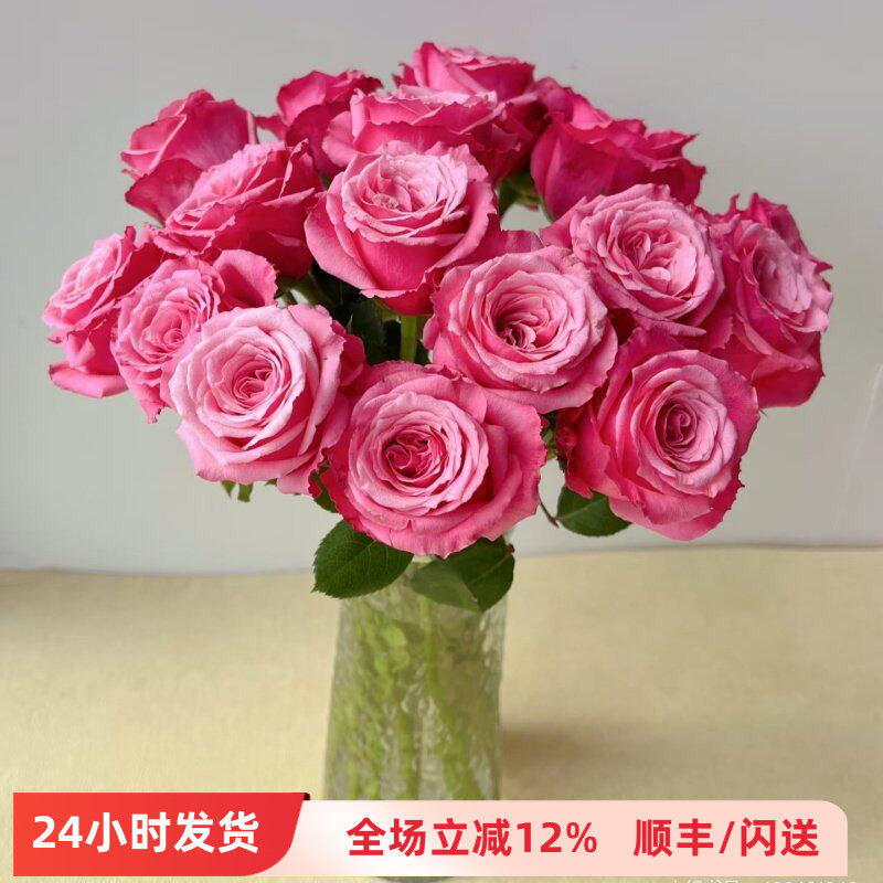 新品 小红梅玫瑰 日常瓶插 新鲜大朵喜庆 A级 北京花卉市场直批