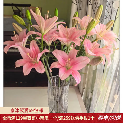 小粉仙亚百合鲜切花10枝日常瓶插