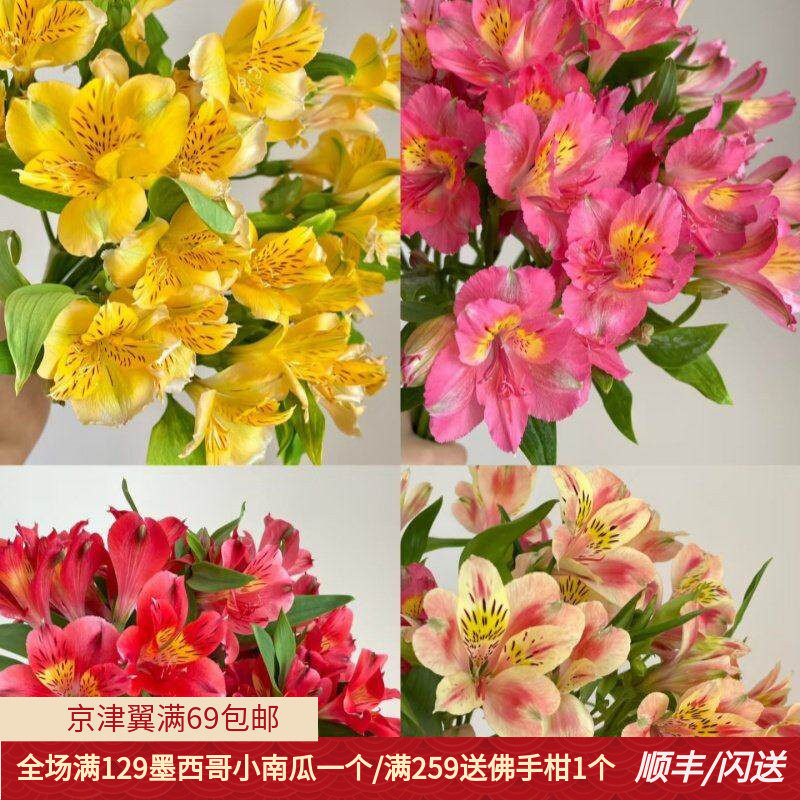 粉色六出花水仙百合花期长多瓣
