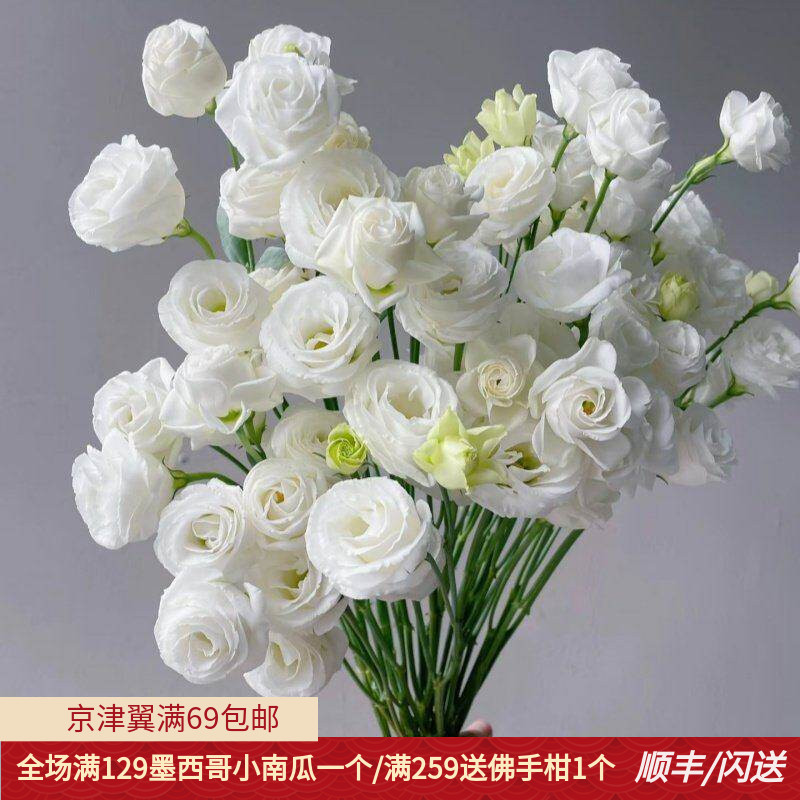 洁白洋桔梗10枝龙胆鲜切花家用
