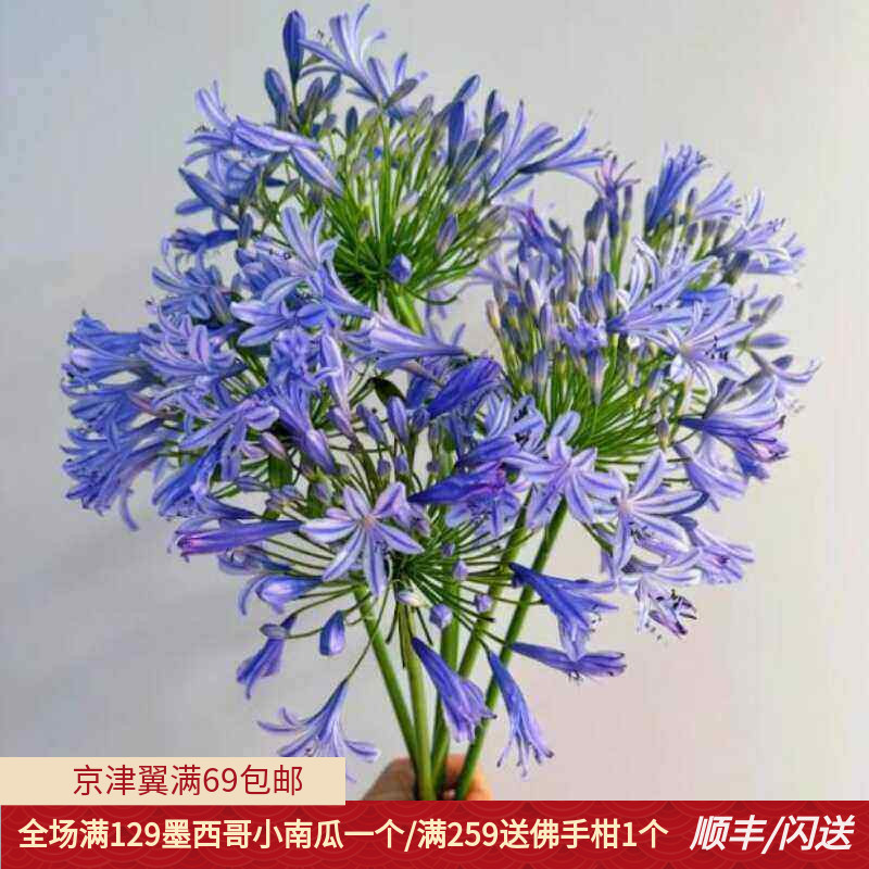 10朵百子莲居家水瓶养花鲜切花