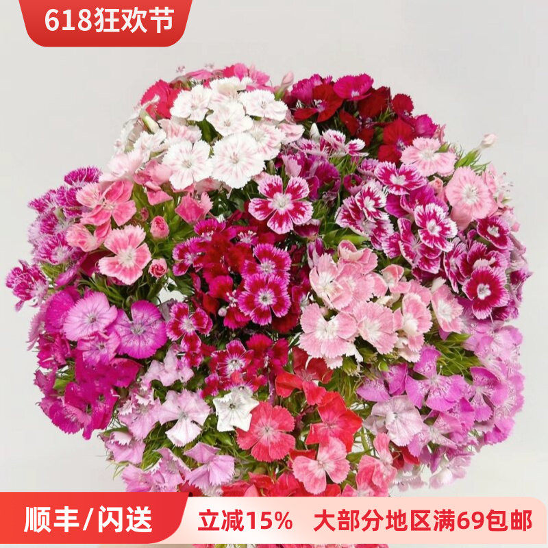 新鲜配花 混色石竹梅鲜切花 鲜花配花点缀 花艺插花家居观赏花