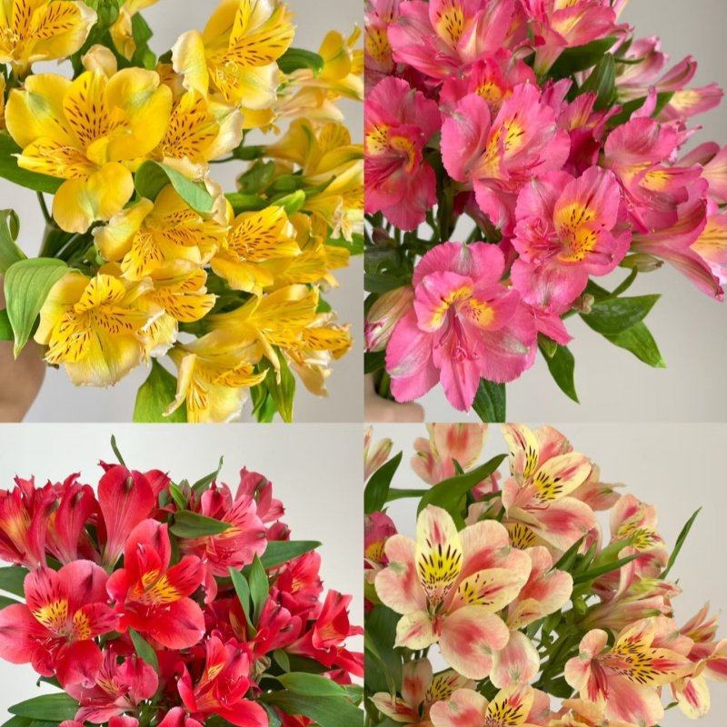粉色六出花水仙百合花期长多瓣