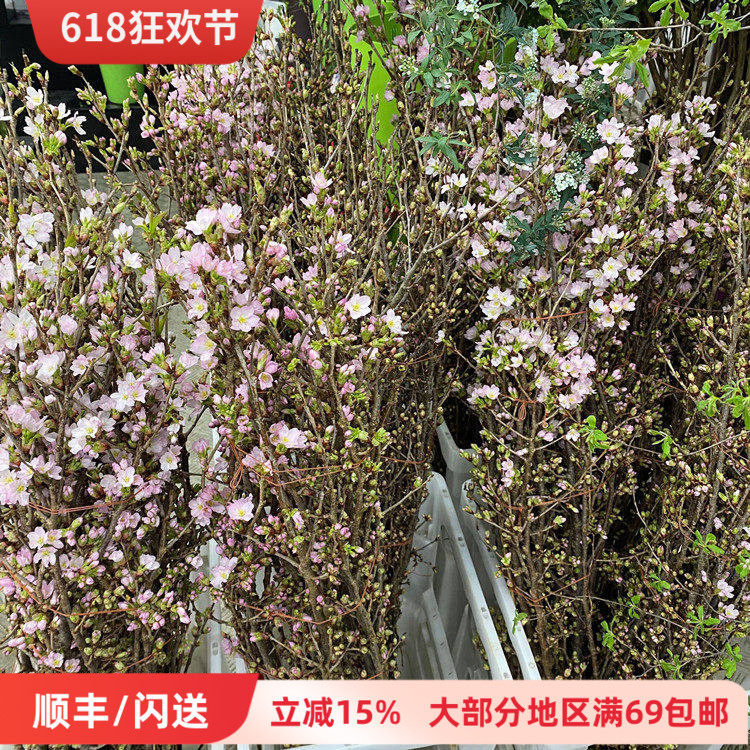 10枝樱花枝家居水瓶插花鲜花速递