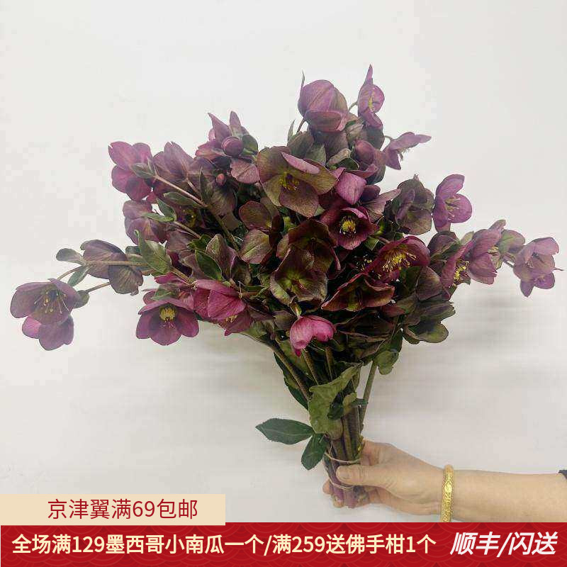 兔葵铁筷子花鲜切花家用水养鲜花