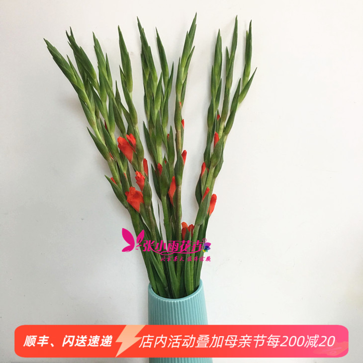 低价！多款剑兰鲜切花  剑兰节节开花 北京花卉市场发货 鲜花速递