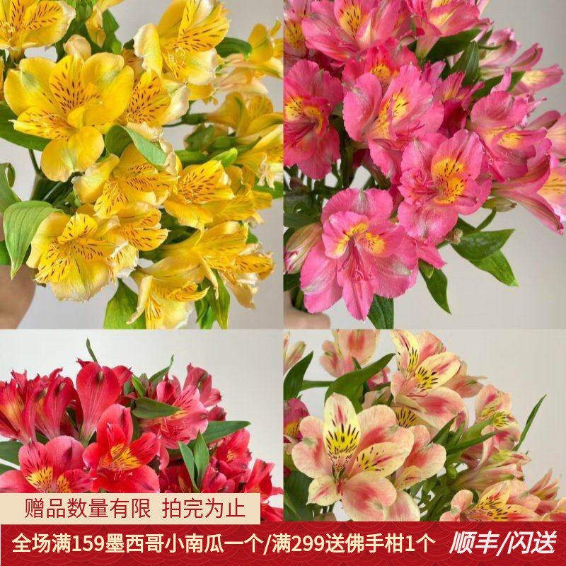 粉色六出花水仙百合花期长多瓣