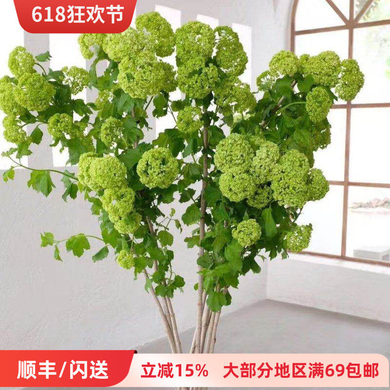 清新配花 木绣球鲜切花婚礼插花家庭水瓶养花DIY花艺鲜花速递闪送