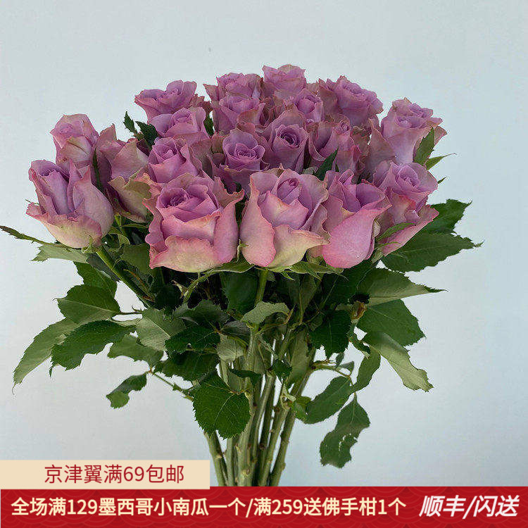 浅紫色19枝紫霞仙子玫瑰花鲜切花