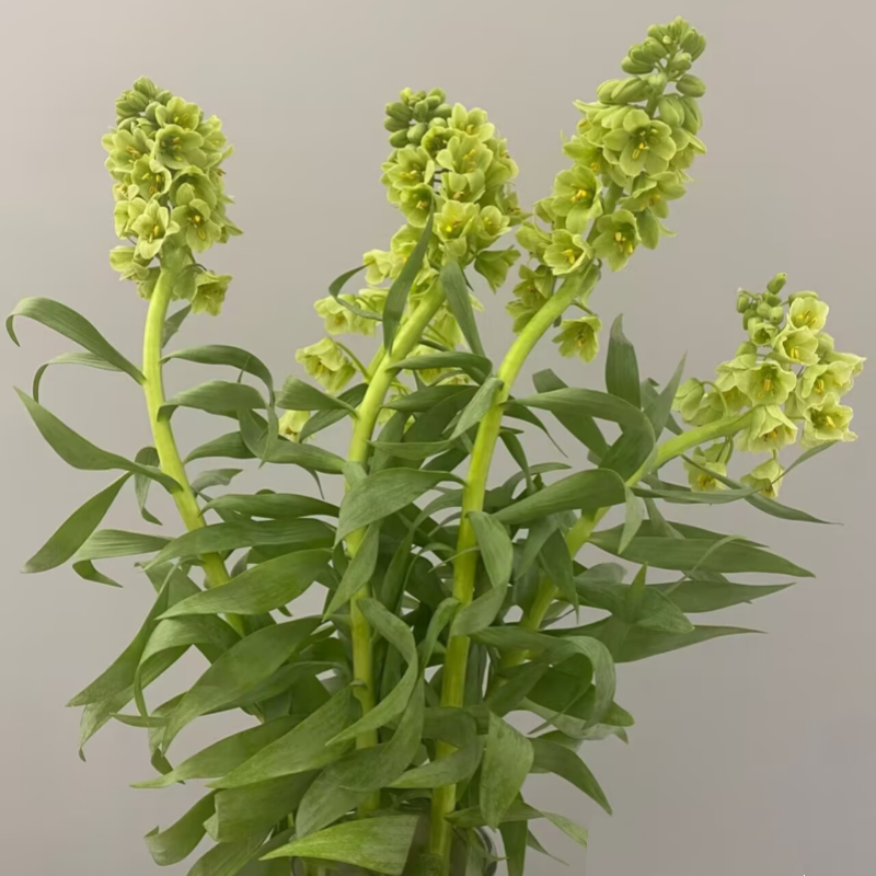 荷兰进口贝母百合花材婚礼礼盒