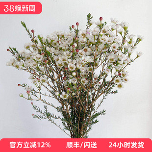 澳洲腊梅 白色花瓣 清新养眼花卉 香满屋家用鲜花插花 同城速递