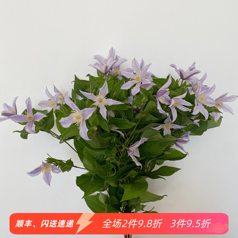 进口鲜花直批 铁线莲鲜切花 好品质花材  DIY花艺插花 鲜花速递