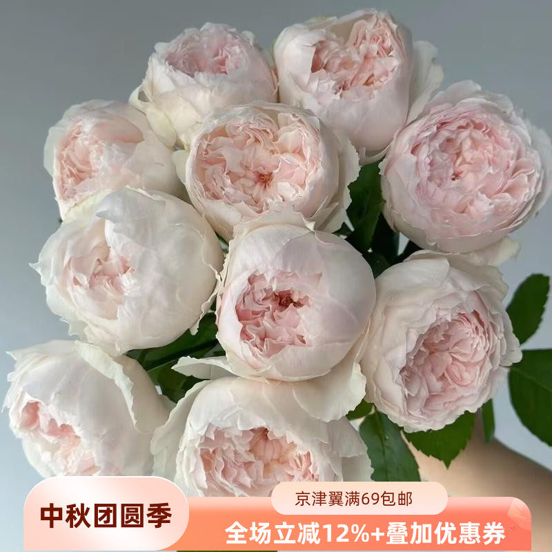 可爱瓷玫瑰稀有高品质鲜切花