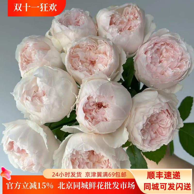 可爱瓷玫瑰稀有高品质鲜切花