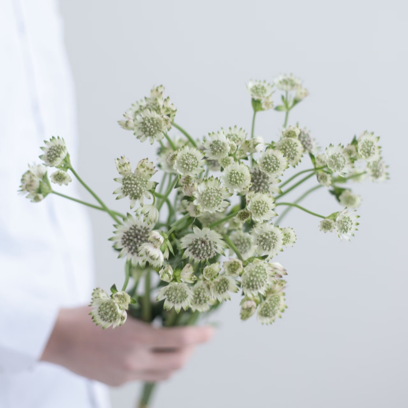 荷兰进口星芹花材北京速递10枝