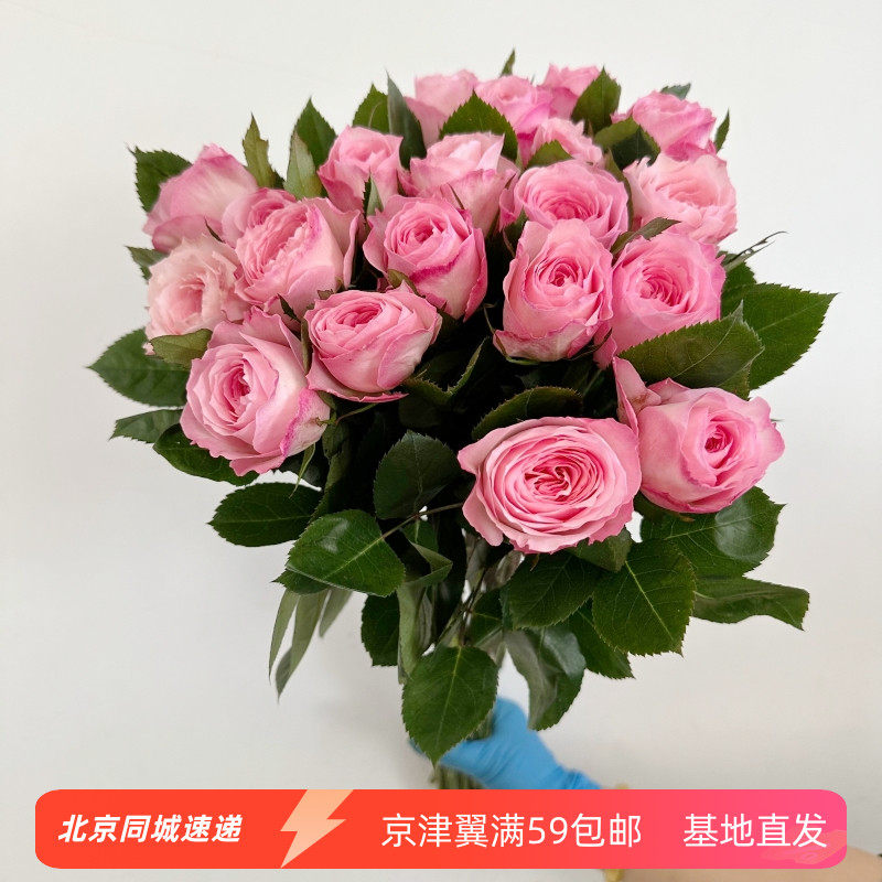 梅拉玫瑰进口培育品种 淡香粉色大朵绽放 diy手捧花插花 鲜花速递