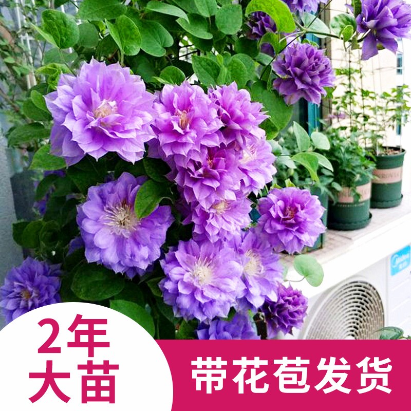 铁线莲花苗盆栽爬藤植物乌托邦大苗倒影小苗琉璃重瓣铁线莲带花苞