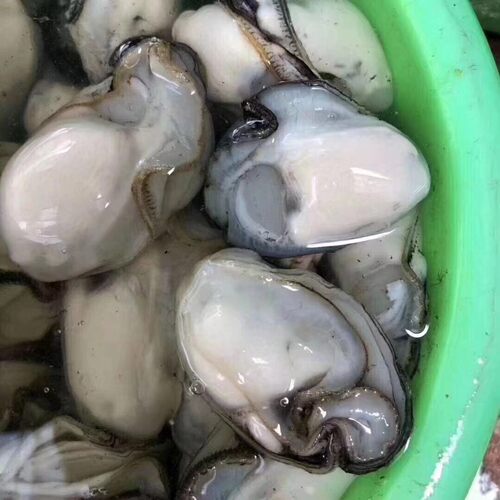 新鲜生蚝牡蛎肉海蛎子肉