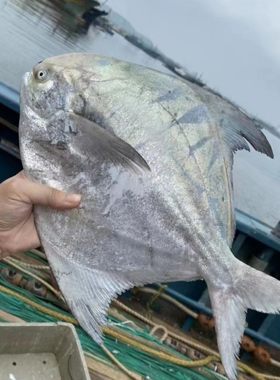 深海大斗鲳海捕斗鲳鱼长尾鲳