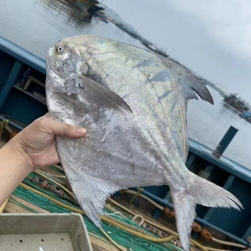 深海大斗鲳海捕斗鲳鱼长尾鲳