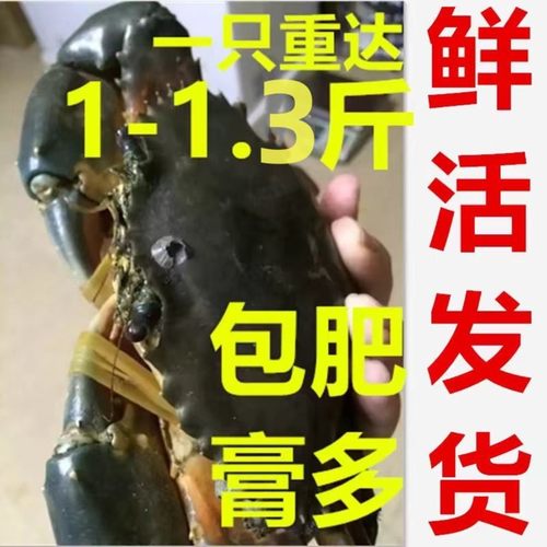 鲜活红膏蟹超大青蟹蟹黄油蝤蛑