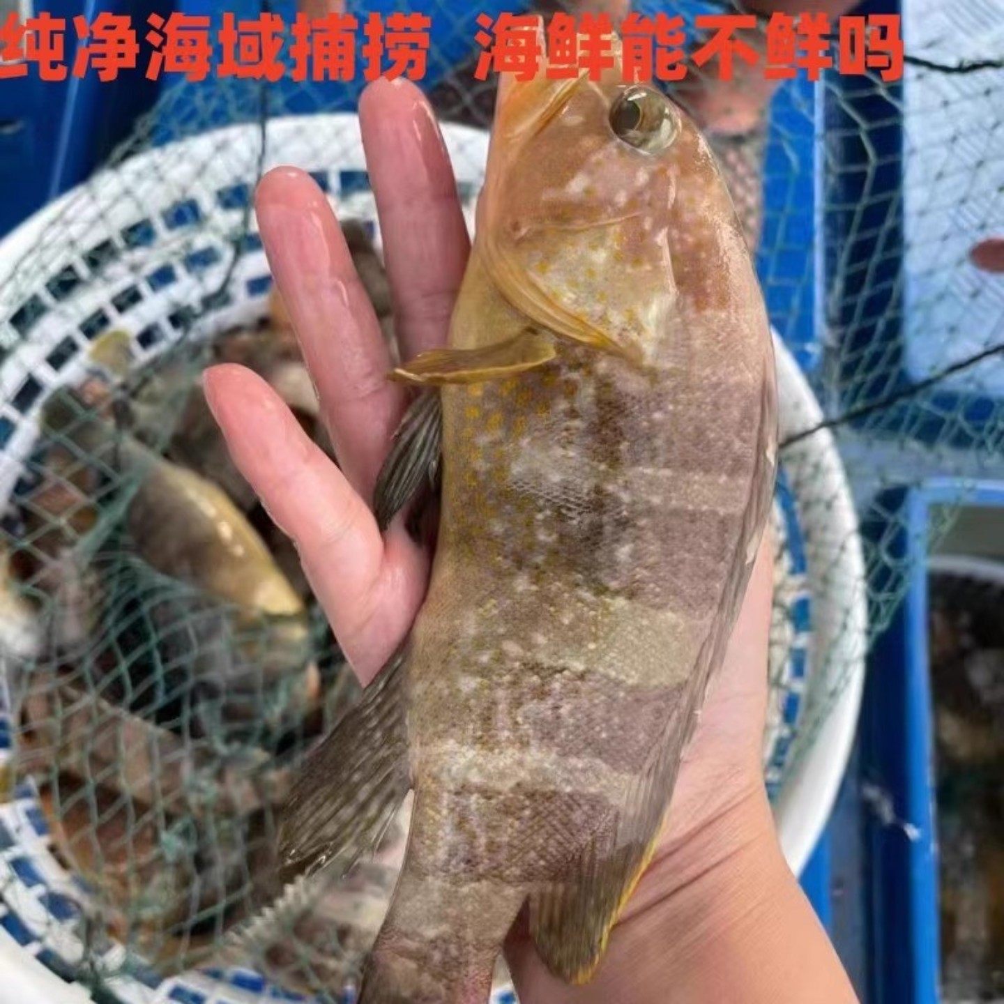 天然海捕小石斑鱼活冻斑鱼清蒸海鱼东山岛海鲜新大斑鱼龙胆斑