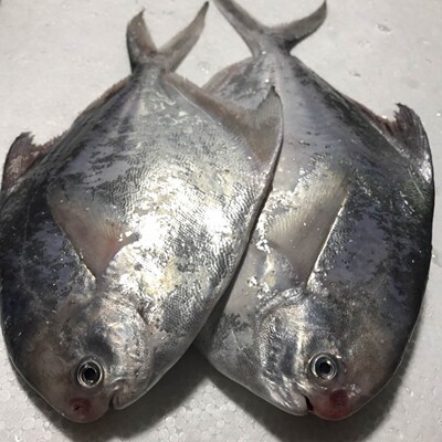 东海新鲜海鲜鲜活海捕鲳鱼平鱼鳊扁鱼小白鲳银鲳鱼鲳扁鱼平鱼镜鱼