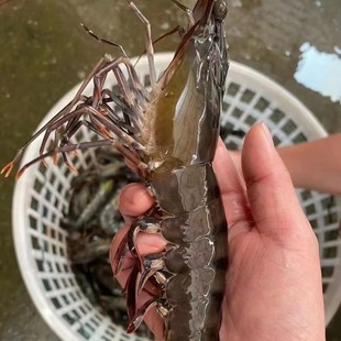 天然黑节虾黑虎虾新鲜九节虾斑节虾鲜活海鲜冷冻青岛大明虾老虎虾