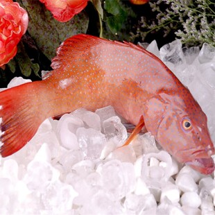 深海东星斑天然石斑鱼新鲜水产海鲜燕尾斑老虎斑刺身