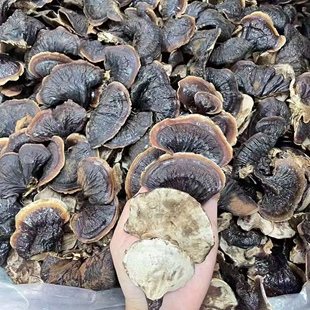 网红金边灵芝一斤批发价包邮均匀大中小号长白山特产天然赤紫竹芝