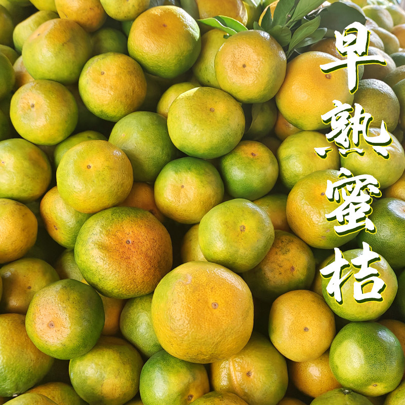 正宗湘西早熟蜜桔子湖南青皮橘子新鲜现摘当季水果酸甜柑橘蜜橘