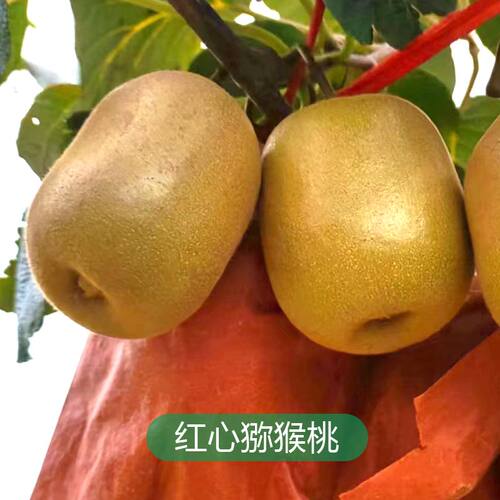 红心猕猴桃湘西甜整箱大果