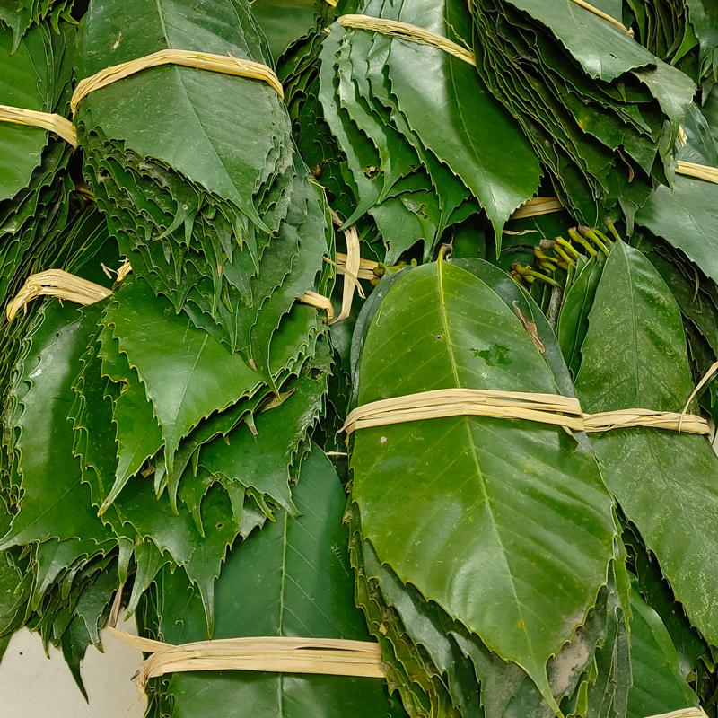 新鲜蒿草粑叶子叶儿粑叶免邮家用包青团叶清明果叶猴子树叶30片