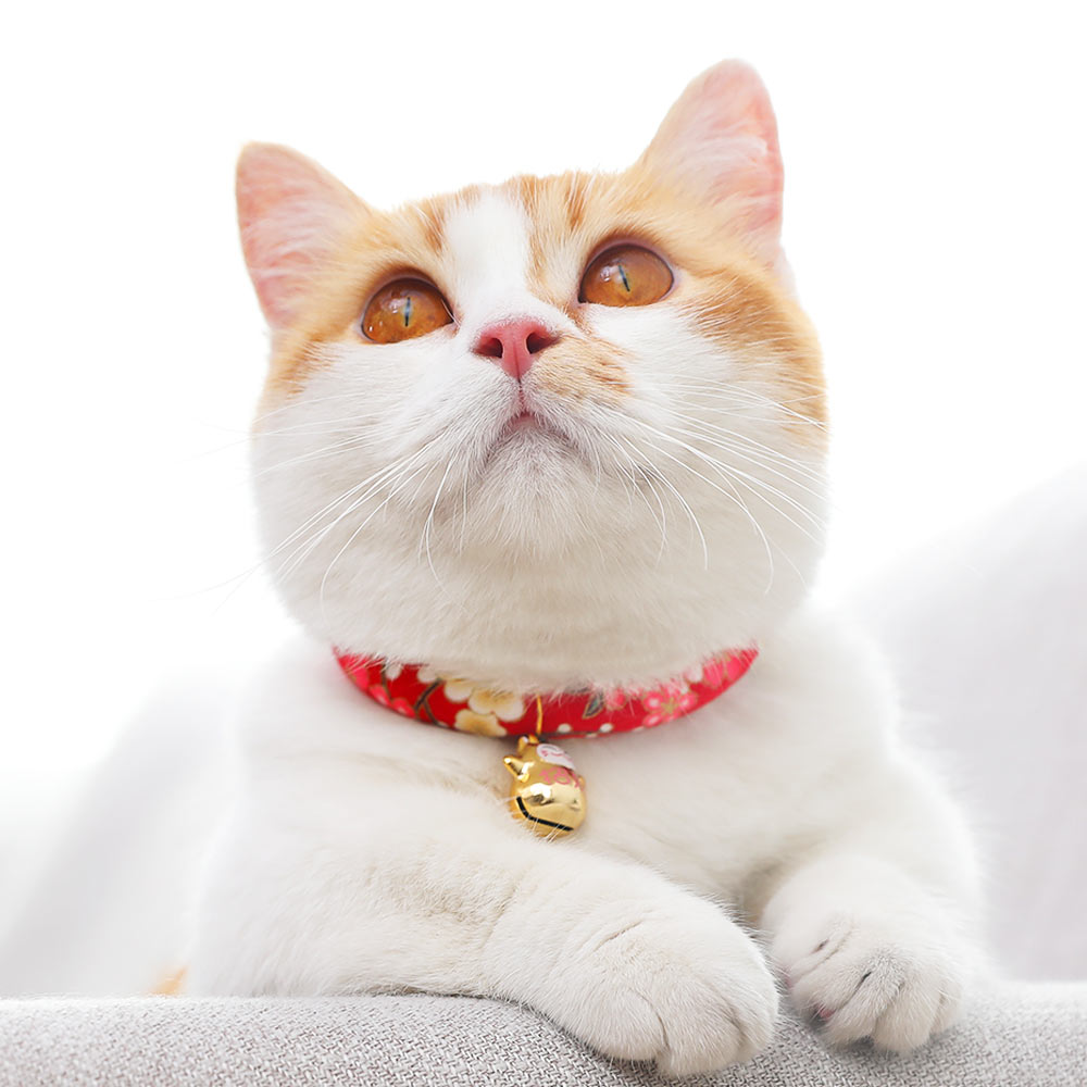 狗狗配饰小猫咪幼猫挂脖铃铛宠物用品项链式颈饰猫猫饰品博美项圈