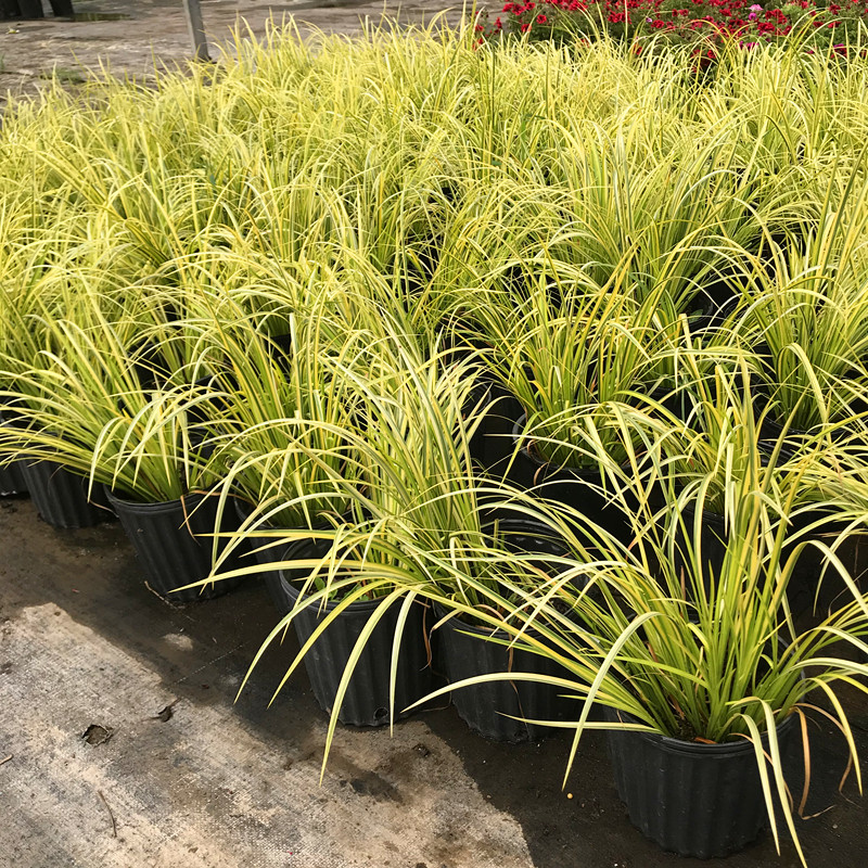 金叶石菖蒲盆栽植物金叶苔草绿植埃弗里斯特苔草四季常青花卉好养