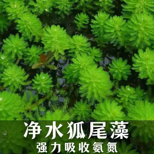 粉绿狐尾藻养殖小龙虾蟹水培植物鱼塘真水草淡水造景种籽无土绿植