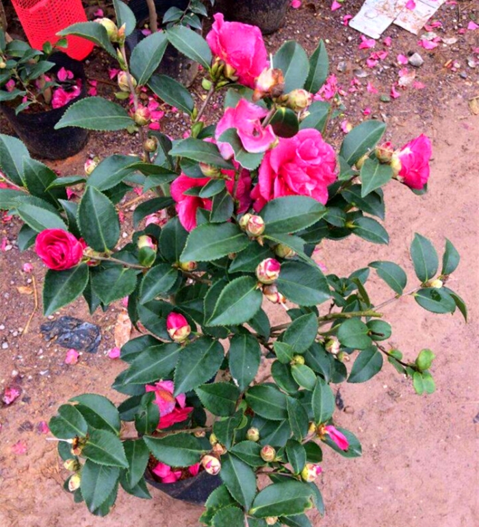 四季常青茶梅树苗茶梅花苗茶梅树茶花 茶梅苗盆栽 茶梅盆景带花苞